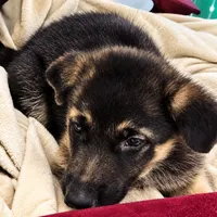 Lime Green Collar, a male German Shepherd Dog for sale in Dayton, OH – 2 of 3