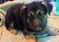 Blue Collar, a female German Shepherd Dog for sale in Dayton, OH – 2 of 3