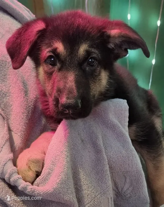 Purple Collar – German Shepherd Dog puppy for sale in Dayton, OH