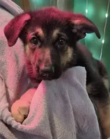 Purple Collar, a female German Shepherd Dog for sale in Dayton, OH – 1 of 4