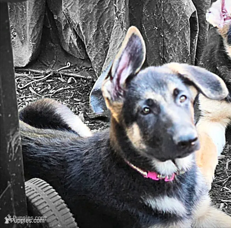 Purple Collar – German Shepherd Dog puppy for sale in Dayton, OH