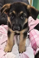 Pink Collar, a male German Shepherd Dog for sale in Dayton, OH – 1 of 3