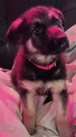 Red Collar, a female German Shepherd Dog for sale in Dayton, OH – 2 of 3