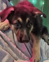 Purple Collar, a female German Shepherd Dog for sale in Dayton, OH – 4 of 4
