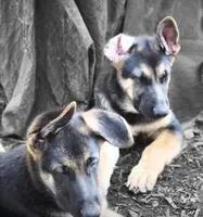 Blue Collar, a female German Shepherd Dog for sale in Dayton, OH – 1 of 6