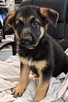 Pink Collar, a male German Shepherd Dog for sale in Dayton, OH – 2 of 3
