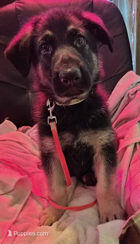 Yellow Collar – German Shepherd Dog puppy for sale in Dayton, OH