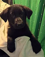 Green Collar, a female German Shepherd Dog for sale in Dayton, OH – 3 of 3