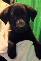 Green Collar, a female German Shepherd Dog for sale in Dayton, OH – 2 of 3