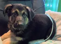 Blue Collar, a female German Shepherd Dog for sale in Dayton, OH – 1 of 3