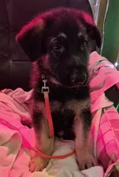 Yellow Collar, a female German Shepherd Dog for sale in Dayton, OH – 3 of 3