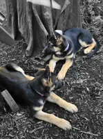 Blue Collar, a female German Shepherd Dog for sale in Dayton, OH – 2 of 6