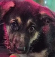 Purple Collar, a female German Shepherd Dog for sale in Dayton, OH – 3 of 4