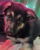 Purple Collar, a female German Shepherd Dog for sale in Dayton, OH – 2 of 4