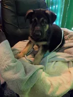 Blue Collar, a female German Shepherd Dog for sale in Dayton, OH – 3 of 3