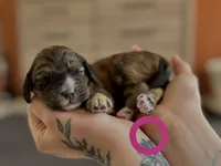 processed/8a4a3a12-6692-42a0-9c84-1f7e50eba6a7/listing/15393600-bfb2-4186-8f86-d3771caa0502/afcd589d-a4f5-4102-b86b-fc4a7ac2da91