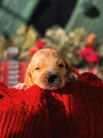 processed/8a4a3a12-6692-42a0-9c84-1f7e50eba6a7/listing/59c877c7-70b2-482d-a7a1-a6328f836d7a/26558bde-51df-4386-8311-808708afbc55