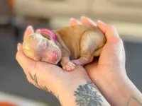 processed/8a4a3a12-6692-42a0-9c84-1f7e50eba6a7/listing/59c877c7-70b2-482d-a7a1-a6328f836d7a/3a820ad3-cfd3-40c1-8209-d2dc231c2379