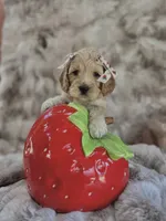 processed/8a4a3a12-6692-42a0-9c84-1f7e50eba6a7/listing/59c877c7-70b2-482d-a7a1-a6328f836d7a/9527b259-6024-4600-b095-8e51f0c7b96b