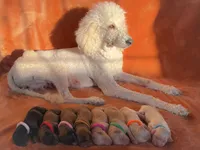 Green, a male Cocker Spaniel and Poodle - Standard  for sale in Oklahoma City, OK – Photo 8 of 8