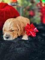 Green, a male Cocker Spaniel and Poodle - Standard  for sale in Oklahoma City, OK – Photo 5 of 8