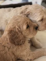 Green, a male Cocker Spaniel and Poodle - Standard  for sale in Oklahoma City, OK – Photo 2 of 8