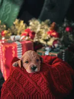 Green, a male Cocker Spaniel and Poodle - Standard  for sale in Oklahoma City, OK – Photo 4 of 8