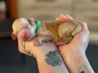 Green, a male Cocker Spaniel and Poodle - Standard  for sale in Oklahoma City, OK – Photo 7 of 8