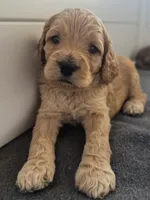 Green, a male Cocker Spaniel and Poodle - Standard  for sale in Oklahoma City, OK – Photo 1 of 8