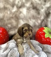 processed/8a4a3a12-6692-42a0-9c84-1f7e50eba6a7/listing/b9254e23-0004-4703-a18e-9bbd2cd78521/4c519597-14b3-4f97-8853-2fee788dca5f