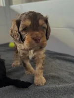 processed/8a4a3a12-6692-42a0-9c84-1f7e50eba6a7/listing/b9254e23-0004-4703-a18e-9bbd2cd78521/62cfea52-9508-4935-867a-0172ed284157