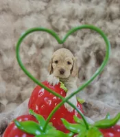 processed/8a4a3a12-6692-42a0-9c84-1f7e50eba6a7/listing/c7b92307-7c27-46a9-97f4-1293fbf4cf84/c1ef8188-c470-4adb-8516-4c8a329182b1