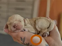 processed/8a4a3a12-6692-42a0-9c84-1f7e50eba6a7/listing/c7b92307-7c27-46a9-97f4-1293fbf4cf84/f35348cf-778f-42f5-bbaa-8c4daf65e0d8