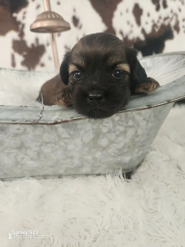 Violet – Shih Tzu, Miniature Dachshund puppy for sale in Boyden, IA