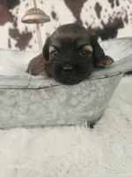 Violet, a female Shih Tzu and Miniature Dachshund for sale in Boyden, IA – 1 of 6