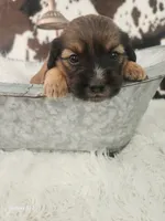 Lilly, a female Shih Tzu and Miniature Dachshund for sale in Boyden, IA – 4 of 5