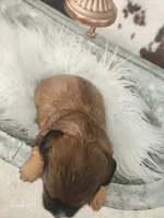 Lilly, a female Shih Tzu and Miniature Dachshund for sale in Boyden, IA – 3 of 5