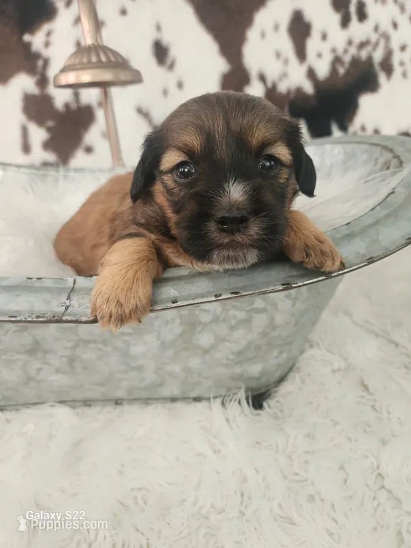 Lilly – Shih Tzu, Miniature Dachshund puppy for sale in Boyden, IA