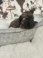 Violet, a female Shih Tzu and Miniature Dachshund for sale in Boyden, IA – 2 of 6