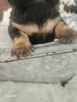 Daisy, a female Shih Tzu and Miniature Dachshund for sale in Boyden, IA – 4 of 5