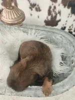 Rose, a female Shih Tzu and Miniature Dachshund for sale in Boyden, IA – 5 of 5