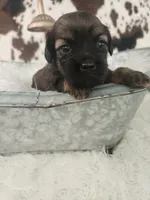 Violet, a female Shih Tzu and Miniature Dachshund for sale in Boyden, IA – 4 of 6