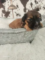 Lilly, a female Shih Tzu and Miniature Dachshund for sale in Boyden, IA – 2 of 5