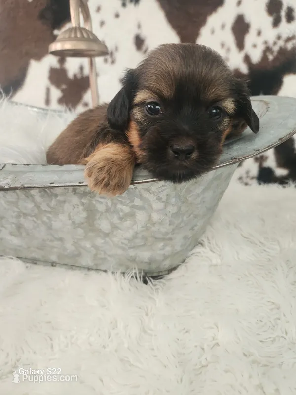 Rose – Shih Tzu, Miniature Dachshund puppy for sale in Boyden, IA