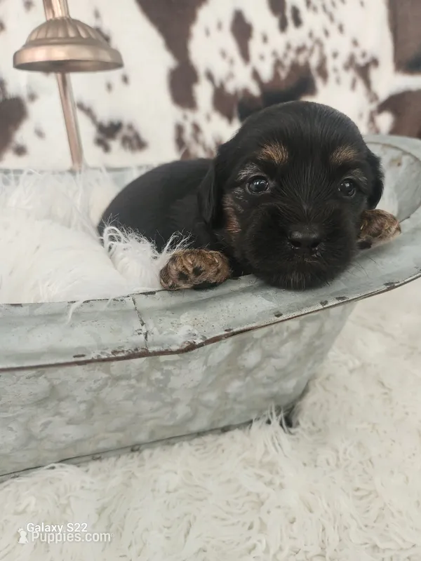 Daisy – Shih Tzu, Miniature Dachshund puppy for sale in Boyden, IA