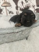 Daisy, a female Shih Tzu and Miniature Dachshund for sale in Boyden, IA – 1 of 5