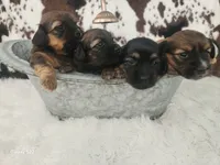 Violet, a female Shih Tzu and Miniature Dachshund for sale in Boyden, IA – 6 of 6