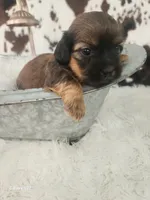 Rose, a female Shih Tzu and Miniature Dachshund for sale in Boyden, IA – 2 of 5