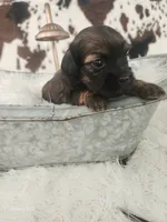 Violet, a female Shih Tzu and Miniature Dachshund for sale in Boyden, IA – 3 of 6