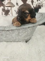Rose, a female Shih Tzu and Miniature Dachshund for sale in Boyden, IA – 3 of 5